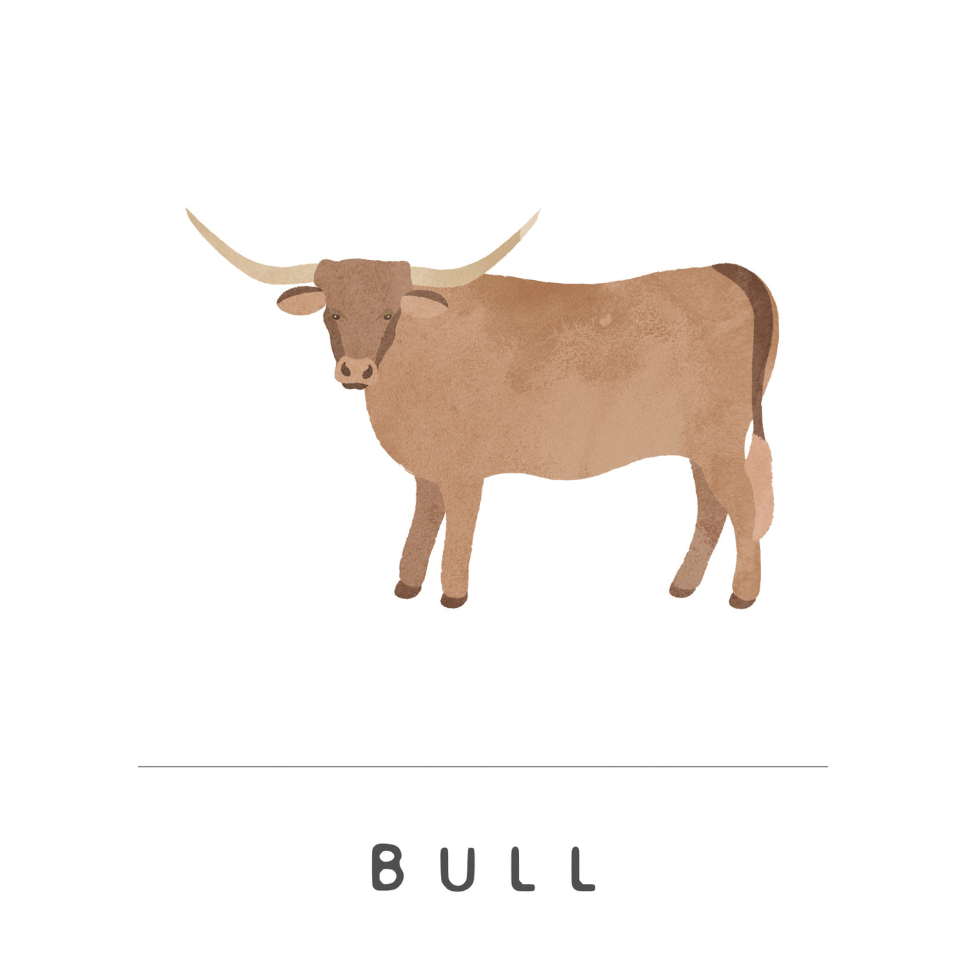 Bull