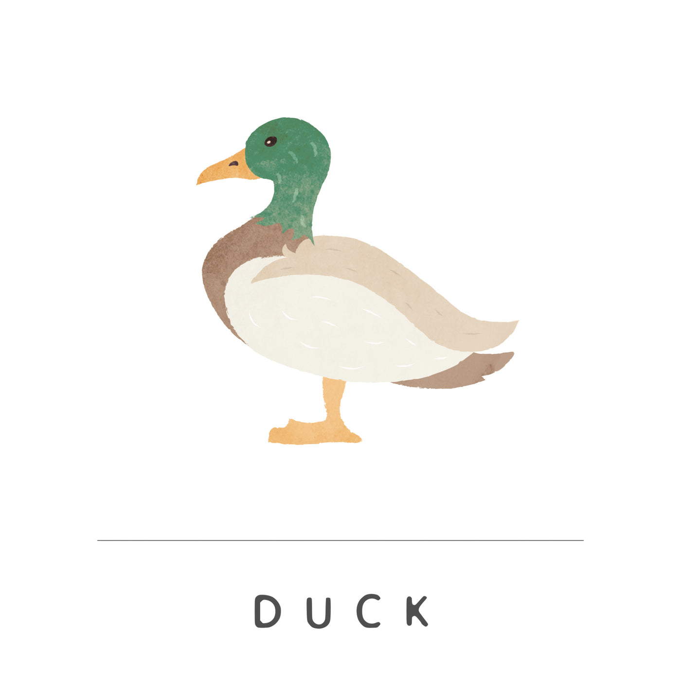 Duck