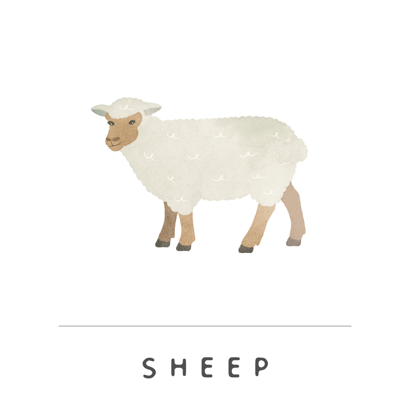 Sheep