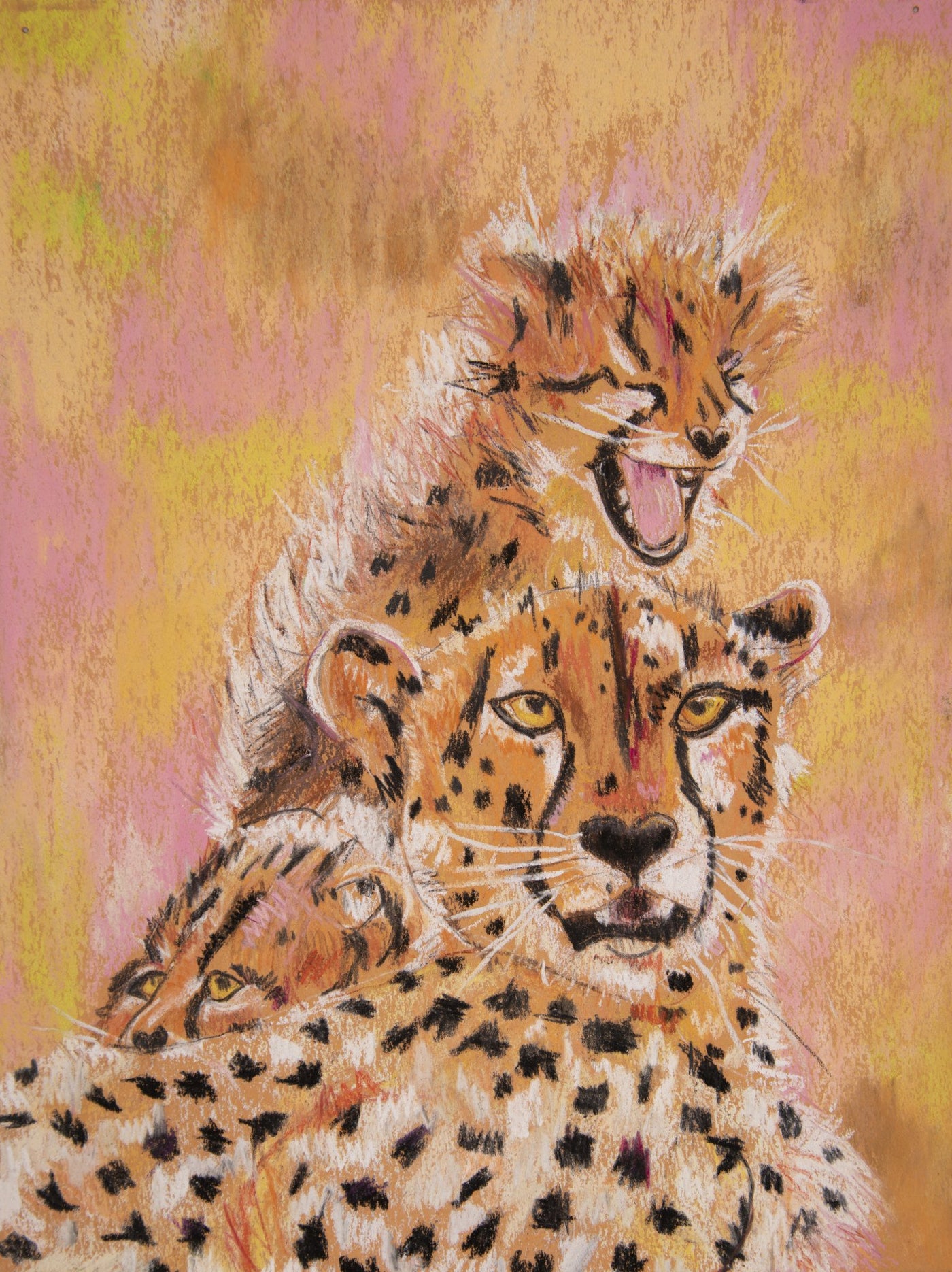 Cheetah - Chole & Camerom