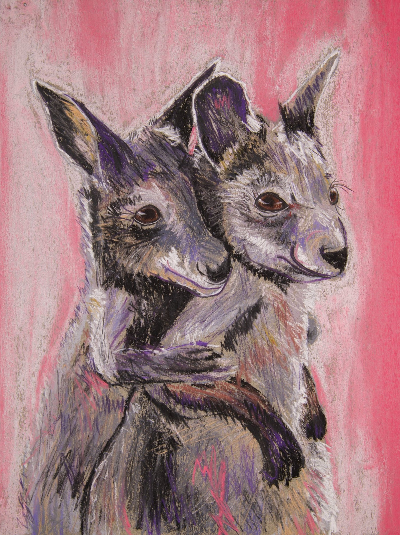 Kangaroo - Kingston & Karter
