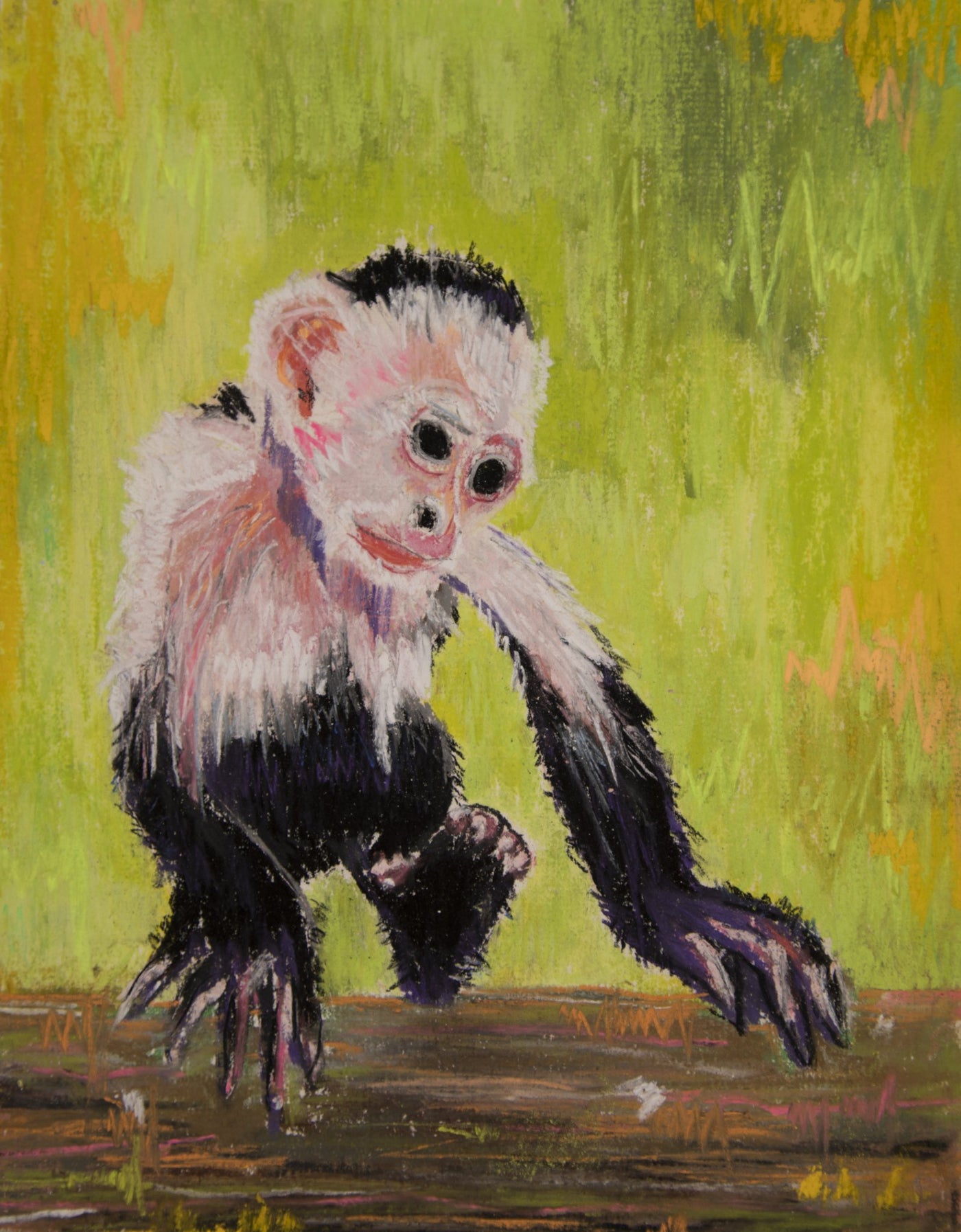 Monkey Capuchin - Matilda