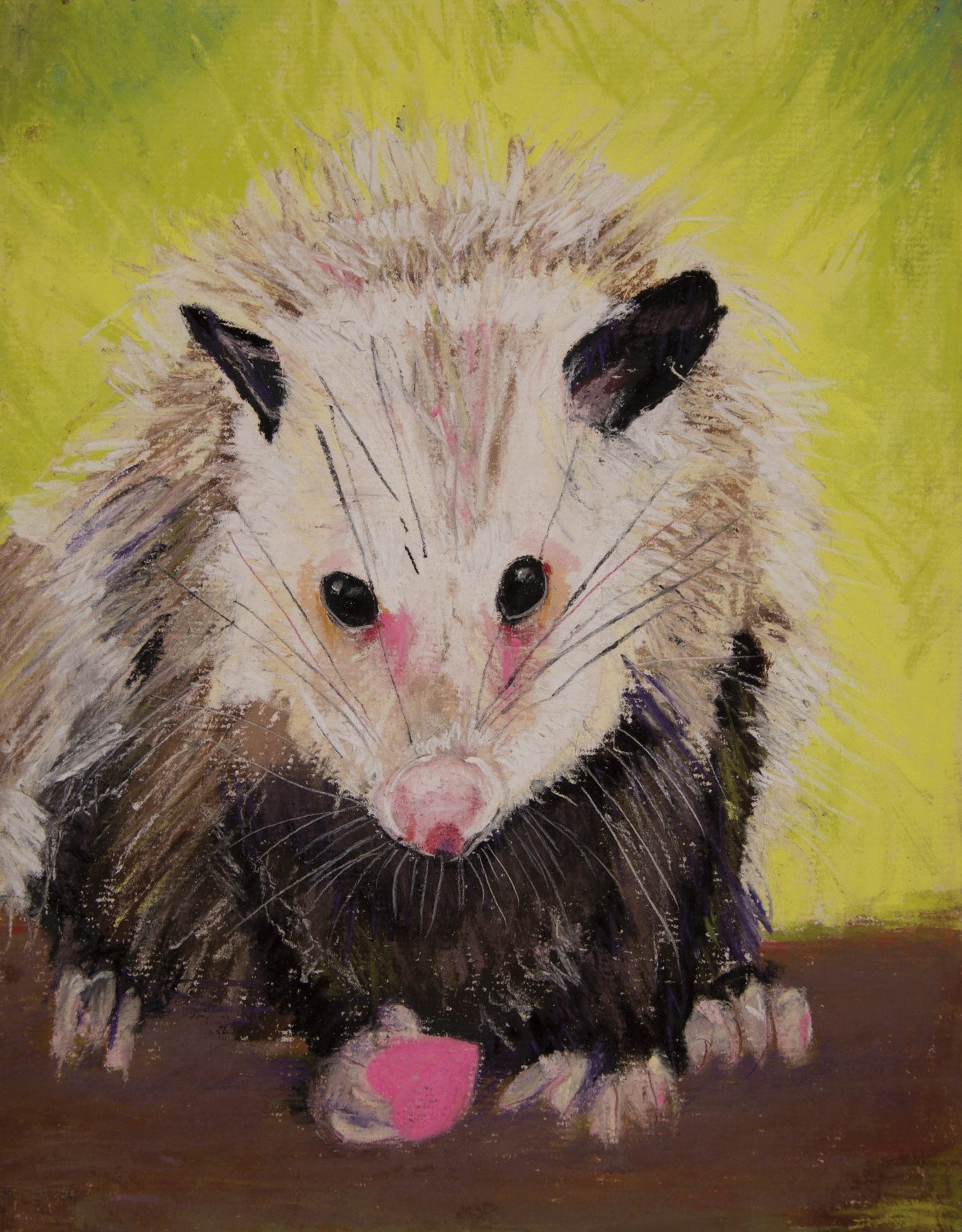 Possum - Paula